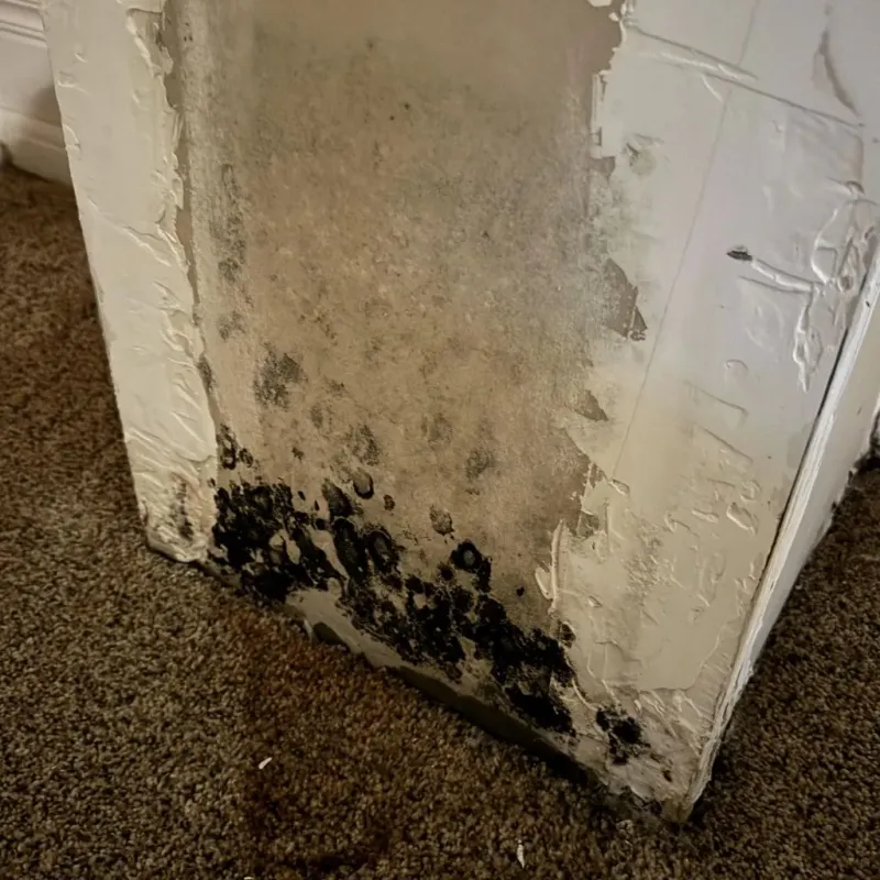 Professional Mold Removal in Chesterfield County, VA